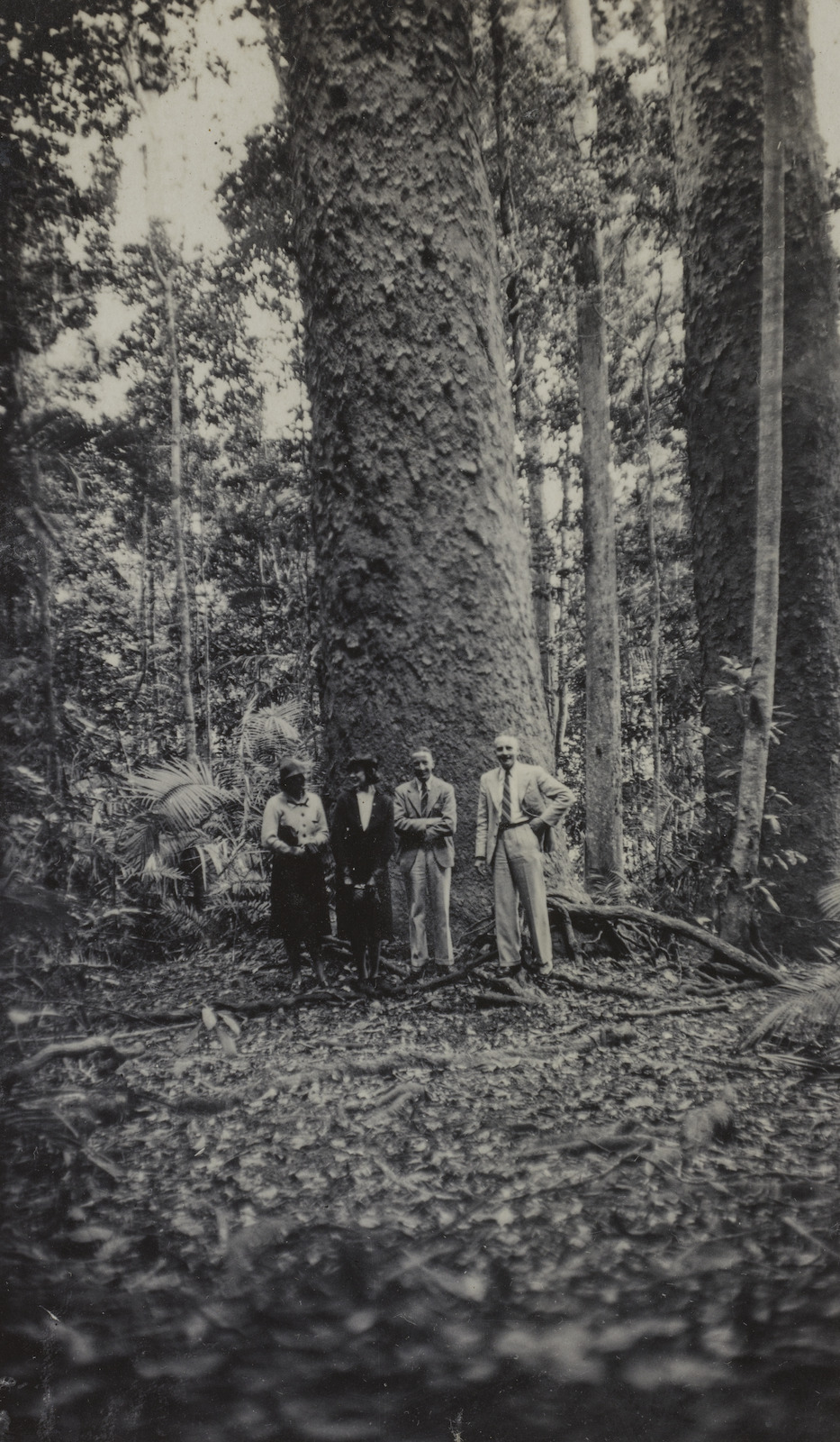 four-people-at-the-base-of-a-giant-kauri-pine-tree-on-the-atherton